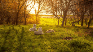 Aromatherapy for Animals - Guidance on essential oils and how to go about using them for pets and farm animal